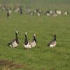 Barnacle Goose